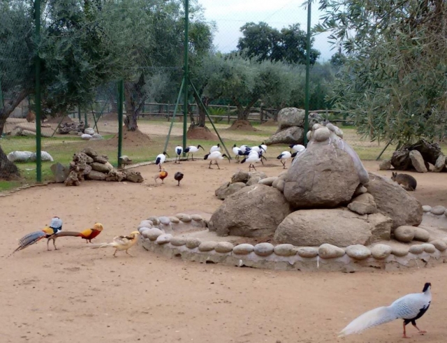 Preciosas aves exoticas